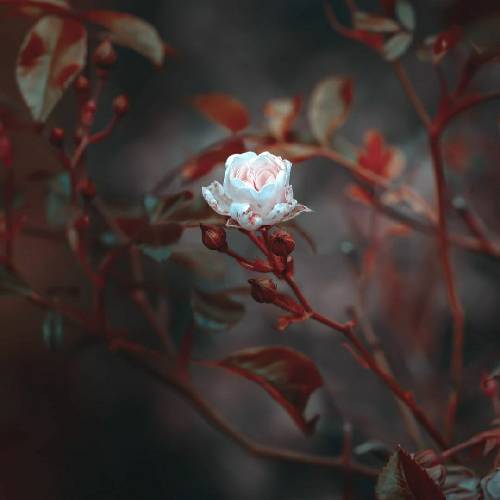 محمود سهیلی این صدای منه آه این صدای منه